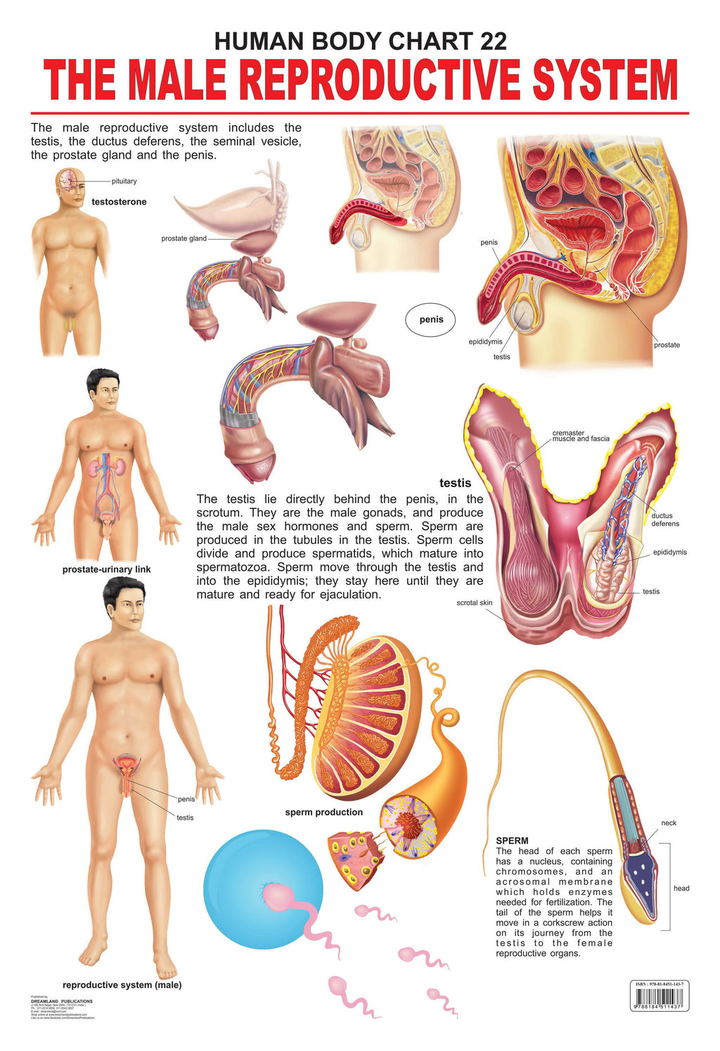 JoGenii | The Male Reproductive System | Dreamland Publications