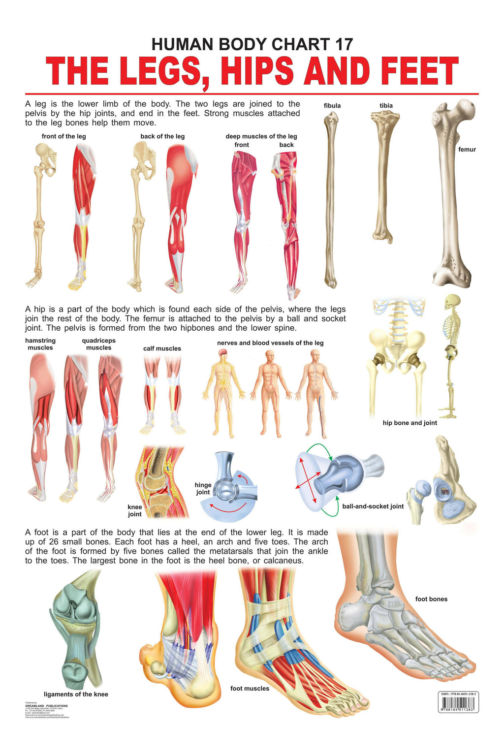 3D Model: Human Body - Human Skeleton (Teacher-Made)