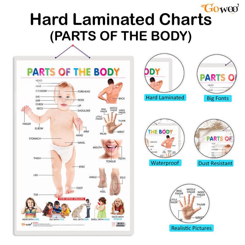 GOWOO - Parts of the Body