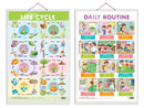 Set of 2 Life Cycle and DAILY ROUTINE Early Learning Educational Charts for Kids | 20"X30" inch |Non-Tearable and Waterproof | Double Sided Laminated | Perfect for Homeschooling, Kindergarten and Nursery Students