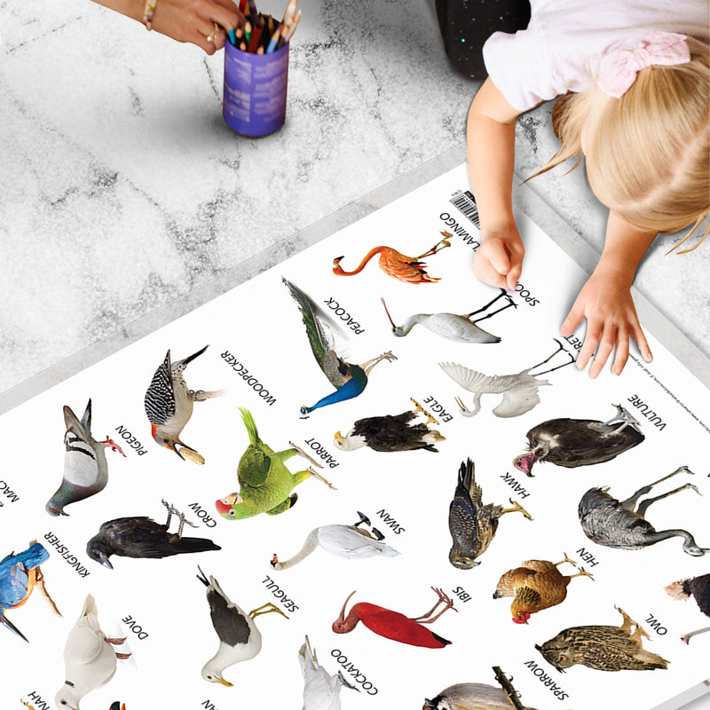 Set of 3 Domestic Animals and Pets, Wild Animals and Birds Early Learning Educational Charts for Kids | 20"X30" inch |Non-Tearable and Waterproof | Double Sided Laminated | Perfect for Homeschooling, Kindergarten and Nursery Students