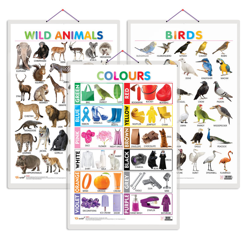 Set of 3 Wild Animals, Birds and Colours Early Learning Educational Charts for Kids | 20"X30" inch |Non-Tearable and Waterproof | Double Sided Laminated | Perfect for Homeschooling, Kindergarten and Nursery Students