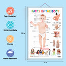 Set of 4 Flowers, Colours, Shapes and Parts of the Body Early Learning Educational Charts for Kids | 20"X30" inch |Non-Tearable and Waterproof | Double Sided Laminated | Perfect for Homeschooling, Kindergarten and Nursery Students