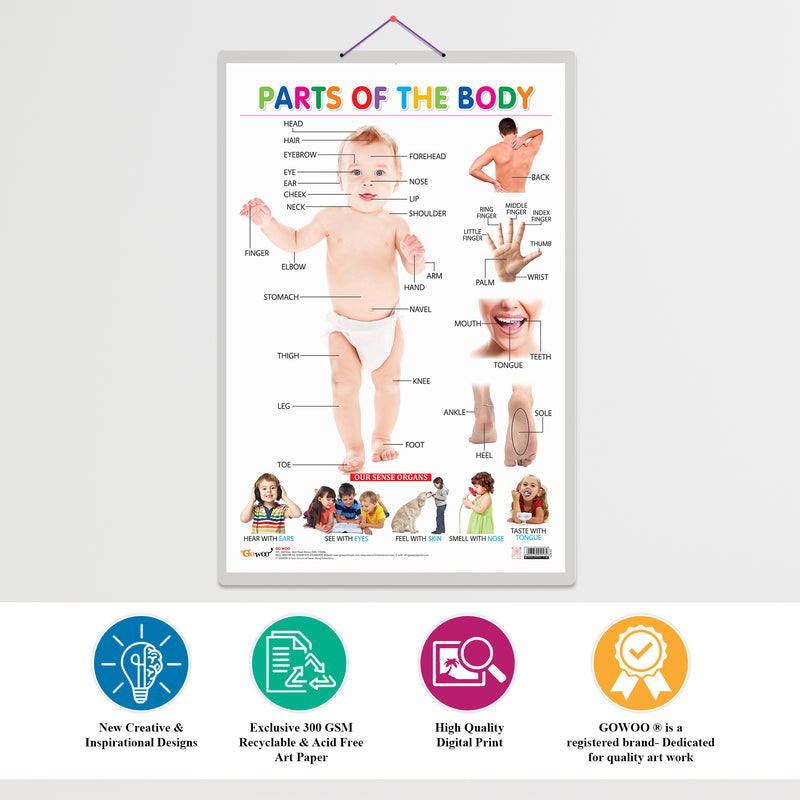 Set of 4 Flowers, Colours, Shapes and Parts of the Body Early Learning Educational Charts for Kids | 20"X30" inch |Non-Tearable and Waterproof | Double Sided Laminated | Perfect for Homeschooling, Kindergarten and Nursery Students