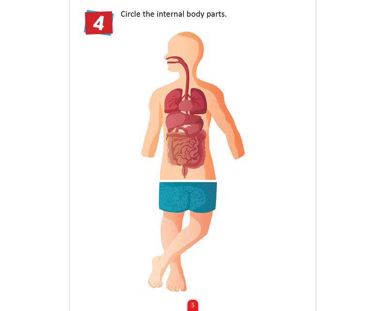 Human Body Activity Book