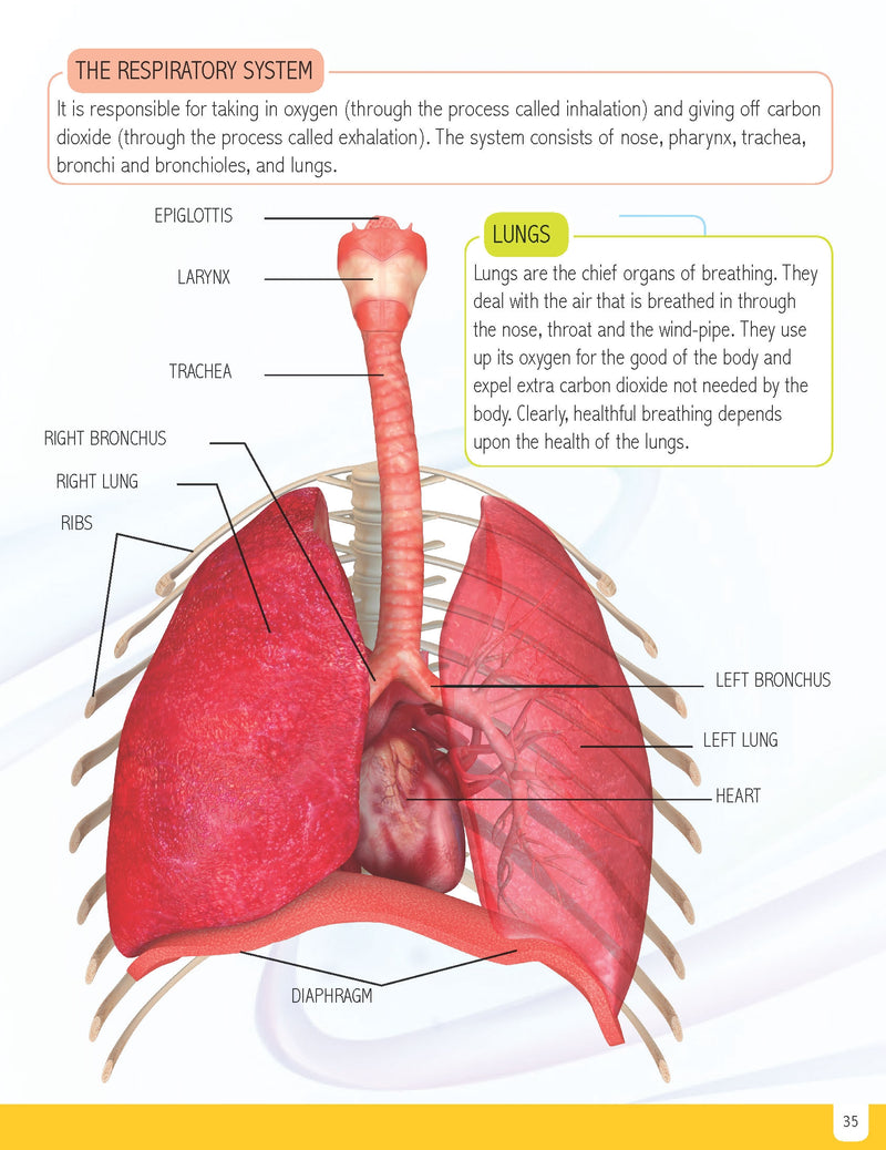 Minipedia Series (A set of 3 Books) : Reference Educational Wall Chart By Dreamland Publications 9788194311997