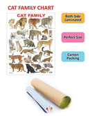 Cat Family Chart : Reference Children Chart By Dreamland Publications