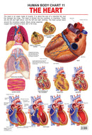 The Heart : Reference Educational Wall Chart by Dreamland Publications