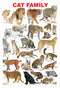 Cat Family Chart : Reference Children Chart By Dreamland Publications